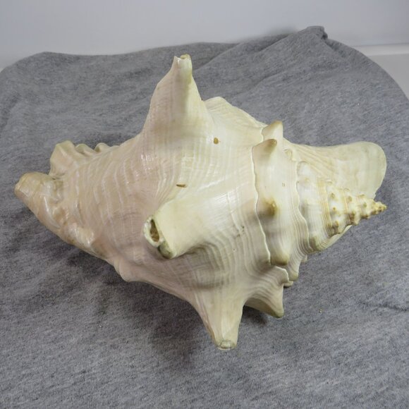 Large REAL Conch Sea Shell 10" tall 8" wide has some chips Tan pink white outer - Picture 7 of 10